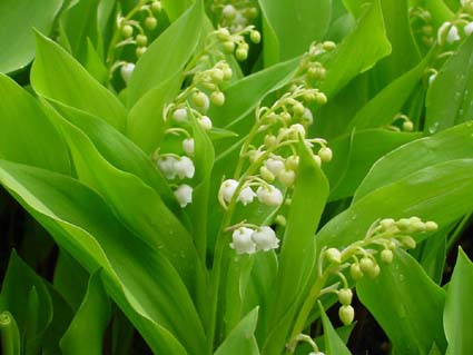 Lee más sobre el artículo TU RAMITO DE MUGUET (LIRIO DE LOS VALLES) EL PRIMERO DE MAYO